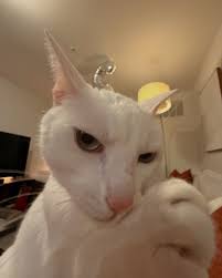 cat #cats_of_instagram #meme #nye