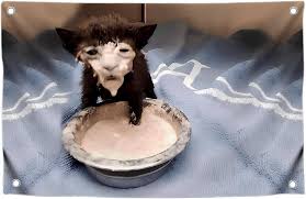 Funny Black Cat Meme Wall Decorations ...