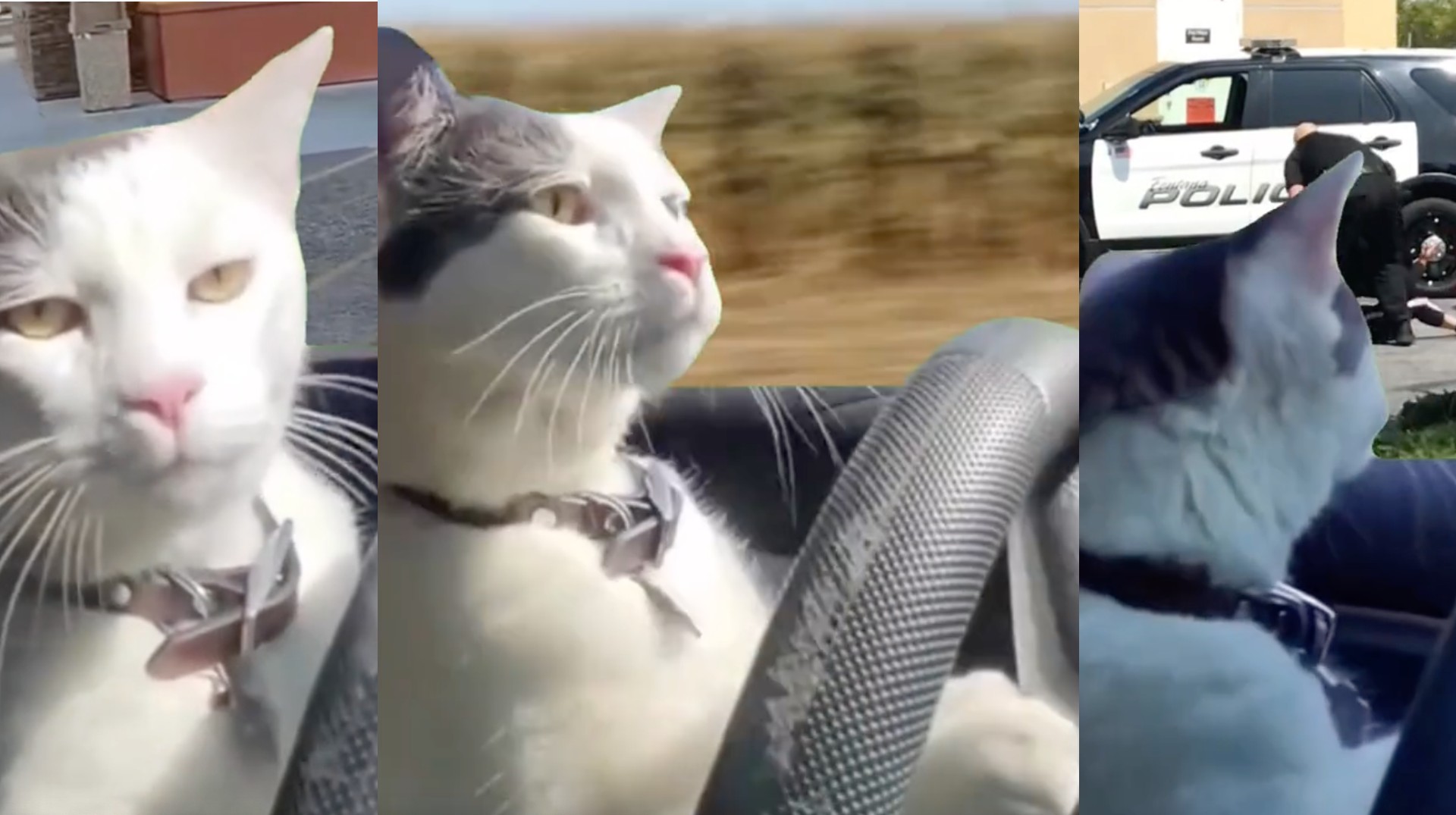 Cat Driving a Car
