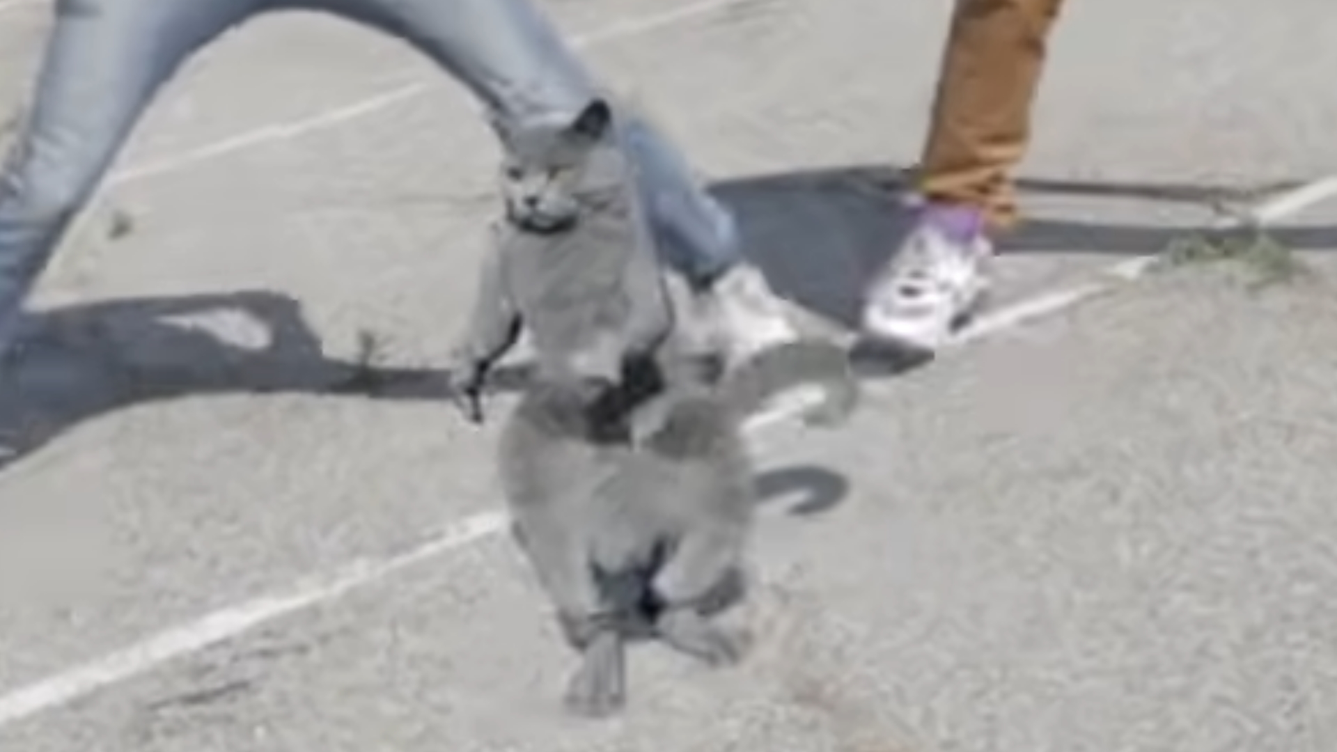 Cat Whips It / Nae Nae Cat
