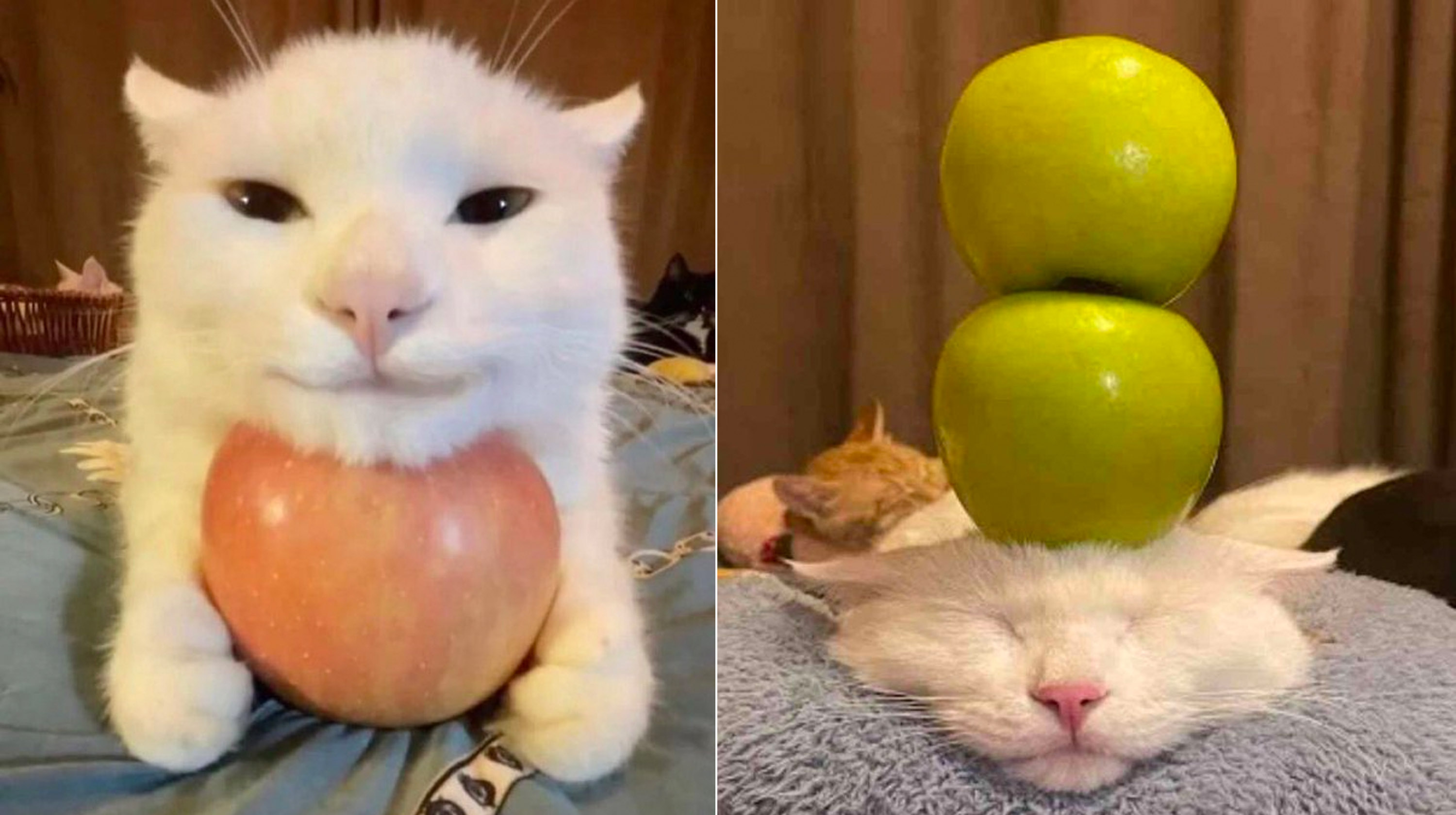 Cat With Apples / His Greed Sickens Me