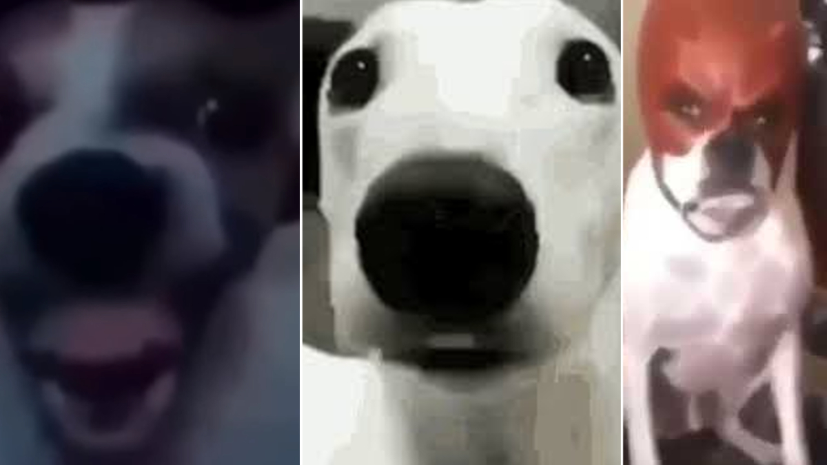 Dog Cringe Reactions