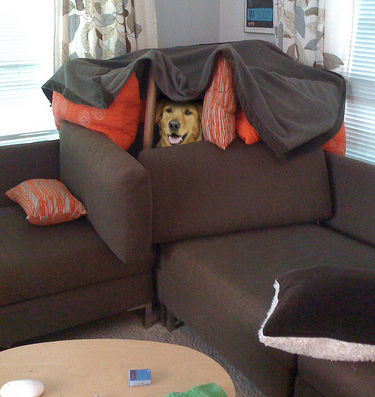 Dog Fort