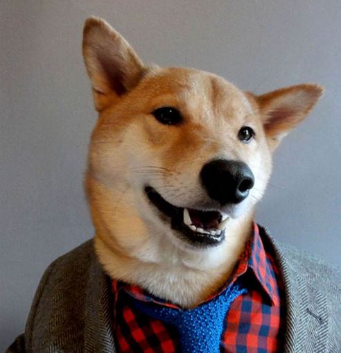 Menswear Dog