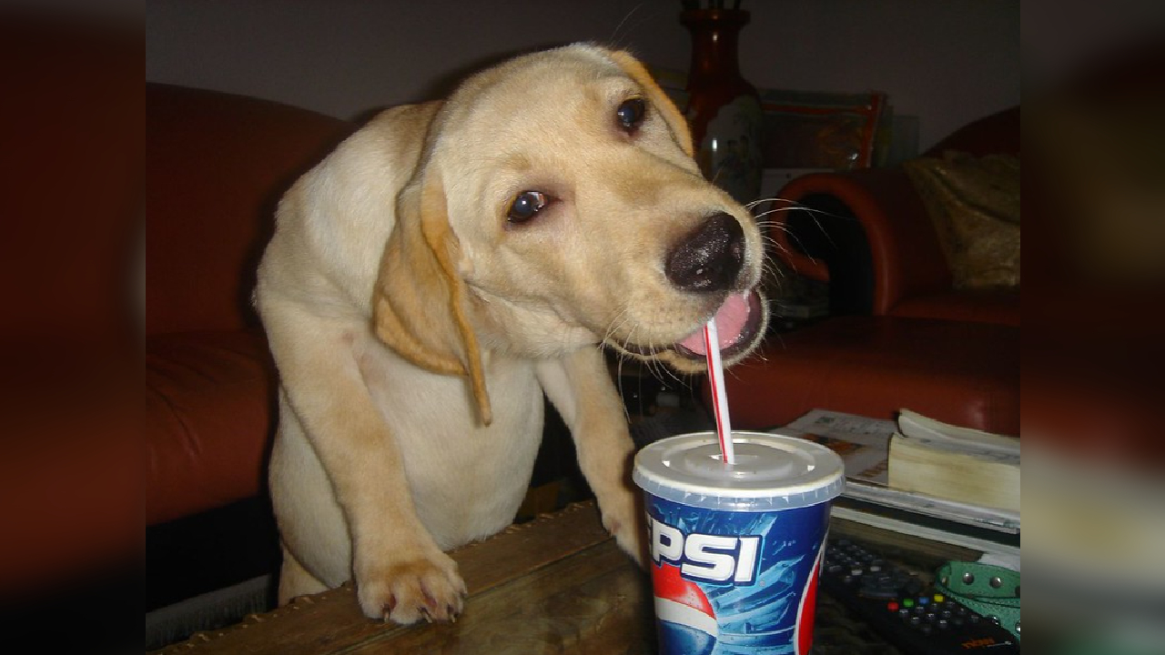 Pepsi Dog